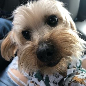 Meet your Posher, Annabel